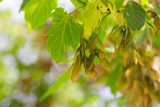 Acer negundo in the fall. Seed pods of box elder (Acer negundo) in the fall. Box Elder (acer Negundo) Seeds.