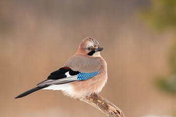 Birds - Eurasian jay (Garrulus glandarius)
