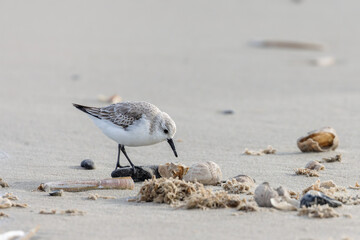 Sanderling (Calidris alba) on the beach on Juist, East Frisian Islands, Germany, in spring.