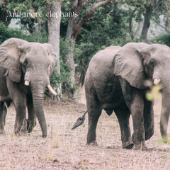 Two male elephants in Africa 