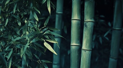 bamboo forest background