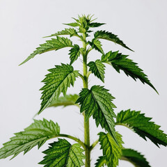 Nettle plant isolated on white background 