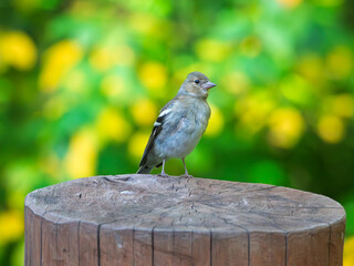 A female chaffinch perching on a wooden stump. Bird watching. Ornithology. Close-up