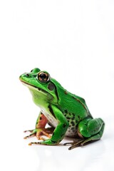 frog on white background