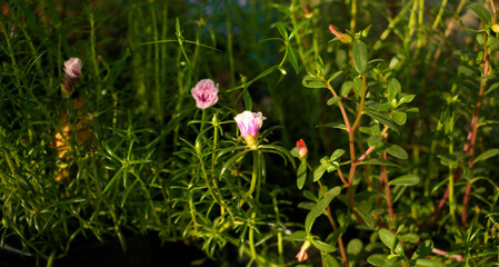 Flowers and Foliage's 