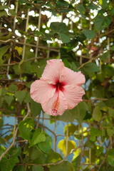 hibiskus © Malte