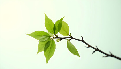 Obraz premium branch with leaves with white background
