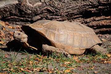 turtle on the land