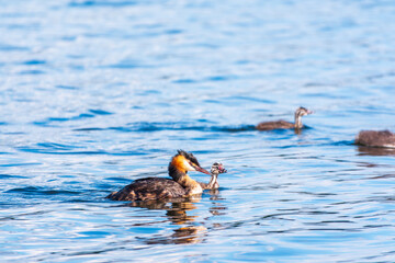 The waterfowl bird, great crested grebe with chick, swimming in the lake.