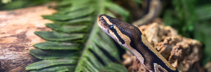 Black striped snake on stone