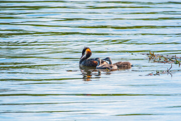 The waterfowl bird, great crested grebe with chick, swimming in the lake.