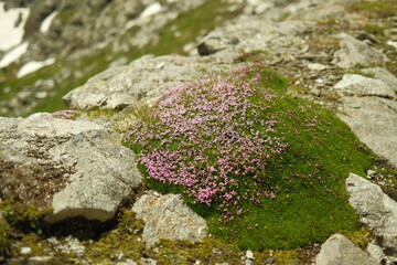 flowers in the alps