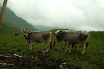 cows in a field