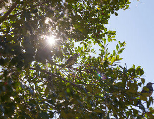Mockingbirds are the official state birds of Texas, Florida, Mississippi, Arkansas, Tennessee! Wildlife photography, bird photography.