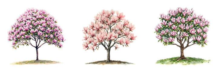 Watercolor set of blooming magnolia trees png. Magnolia carob trees with flowers. Spring trees. Concept of first flowers of spring watercolor. Vector illustration. © Narin