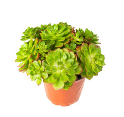 Miniature succulent plants (succulent cactus) isolated on white