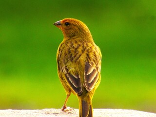 Vários perfis do mesmo pássaro.