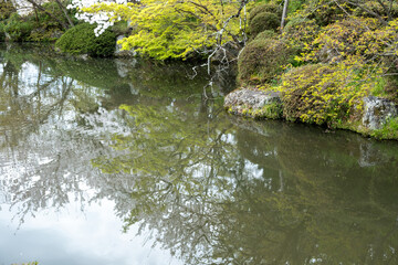 Japanese garden with pond a Spring day, Cherry blossom tree, flower petals floating on the water,
