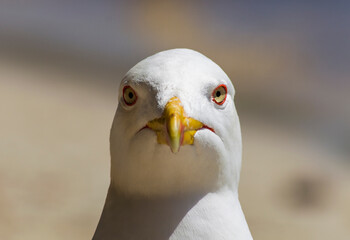 Seagull staring at the camera