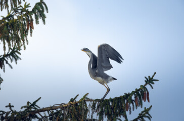 Heron, getting ready for liftoff from a branch, nature is pretty.