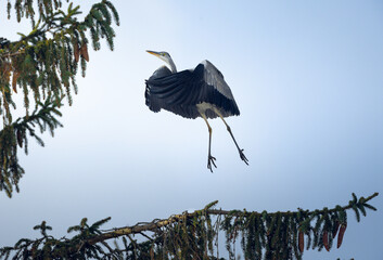 Heron jumping off a branch, takeoff