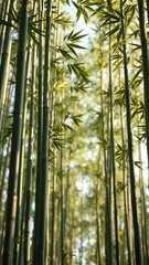 Tall bamboo stalks swaying gently in the breeze, stem flexibility, natural motion, gentle sway