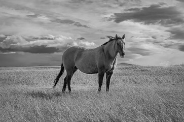 Free horse on the field in autumn overcast day.