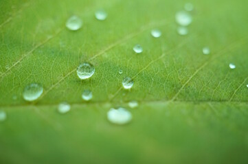 A small drop of dew on a green leaf. Natural background.