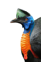 Profile portrait of a northern cassowary (Casuarius unappendiculatus) on a white background