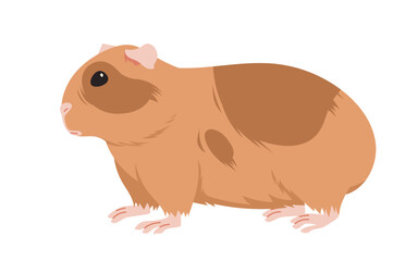 Guinea pig walking, side view. Cute lazy fat baby animal with brown long fur, paws and funny face, small furry adorable domestic rodent, little guinea pig portrait cartoon vector illustration