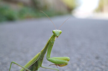 The green mantis in close-up. Insects in nature.