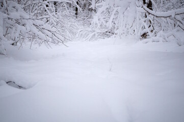 Snow-white snow in the grove. The onset of winter. Natural background.