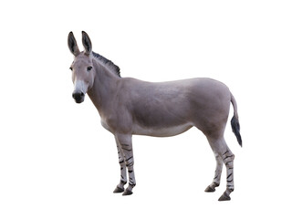 zedonk isolated on white background