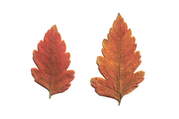 Fototapeta premium Autumn leaves isolated on white background, red dried tree leaves 