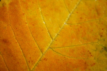 Autumn leaf of yellow-orange shade in close-up.