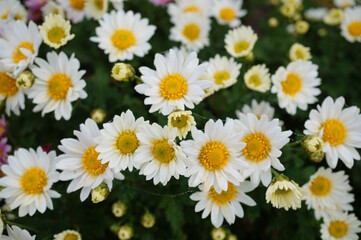 Obraz premium A blooming chrysanthemum. White chamomile.