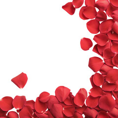 red rose petals frame on a transparent background