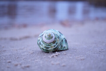 A seashell on the riverbank. Twilight.