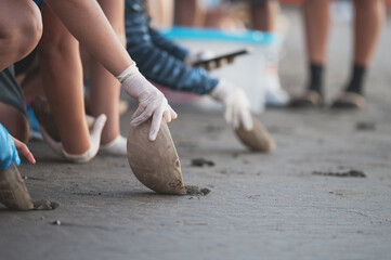 Volunteers helping baby sea turtles reach ocean during sunset release event