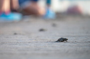Baby turtle makes its way to ocean on sandy beach at sunset