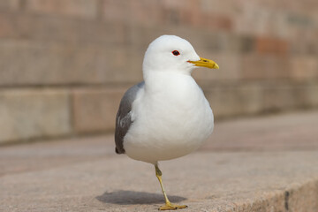 Common gull is a common water bird in Finland. Gulls are used to people and are fearless city birds. They try to steal goodies especially from unwary tourists.
