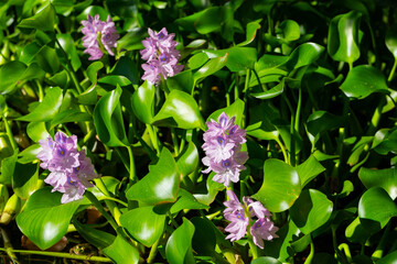 Stunning close-up of purple water hyacinth (Eichhornia crassipes) blooms amid green leaves. Ideal for nature, floral, botanical, and aquatic-themed visuals.