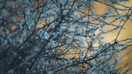 Kohlmeise in mit weißen Blüten überzogenem Apfelbaum #2