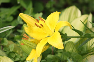 Obraz premium yellow flower