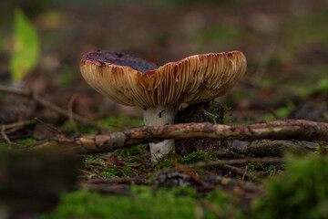 Bavarian forest with mushroom close up view and soft bokeh background 