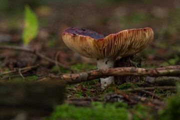 Bavarian forest with mushroom close up view and soft bokeh background 