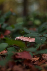 Bavarian forest with mushroom close up view and soft bokeh background 