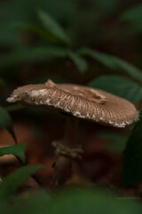 Bavarian forest with mushroom close up view and soft bokeh background 