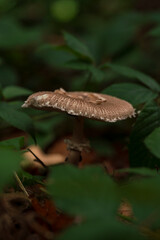 Bavarian forest with mushroom close up view and soft bokeh background 