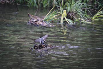Bachstelze im Flug knapp über dem Wasser bei er Nahrungssuche #3